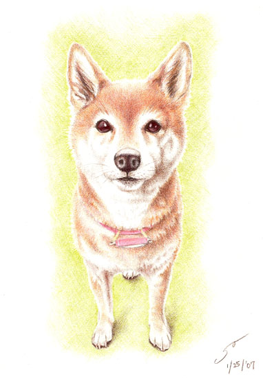 mimiShiba