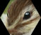 chipmunk